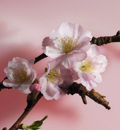 Sakura 100ml